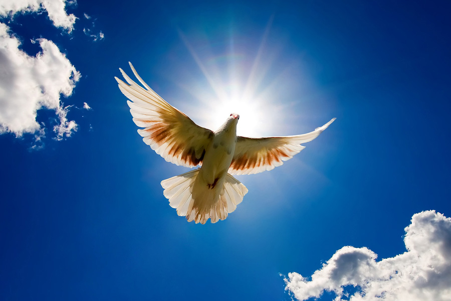 dove2